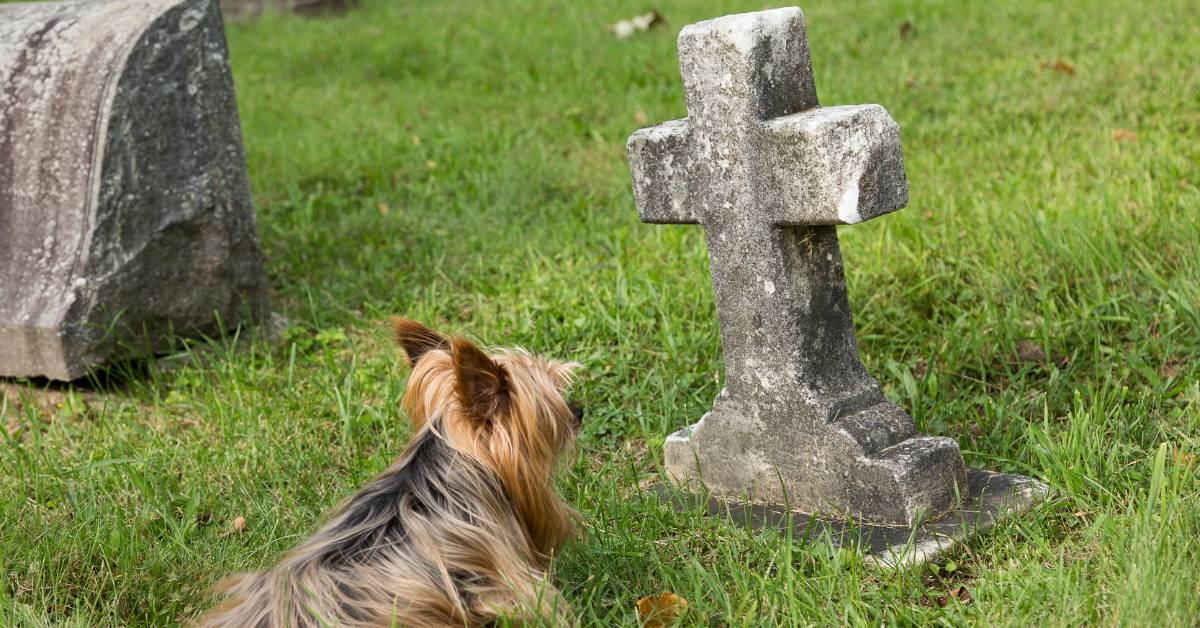 Yorkshire Terrier lying down in cemetery