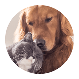 pet-friendly-verdict-logo