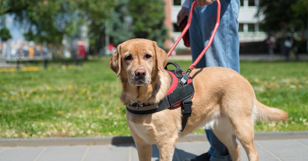Guide dog