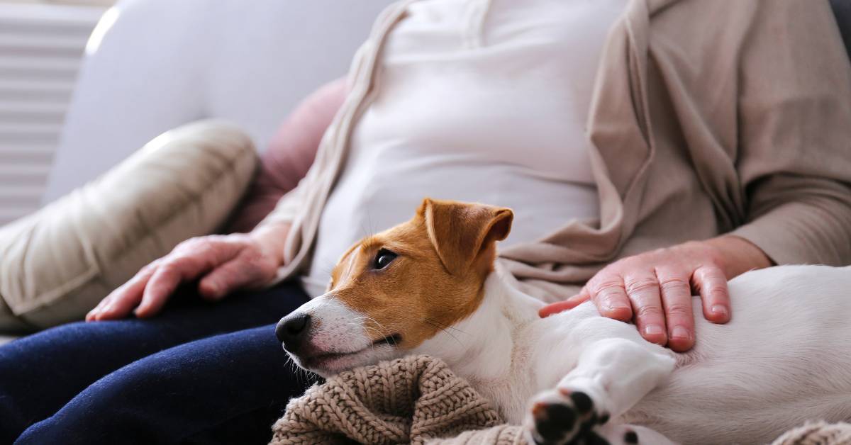 Emotional Support dog