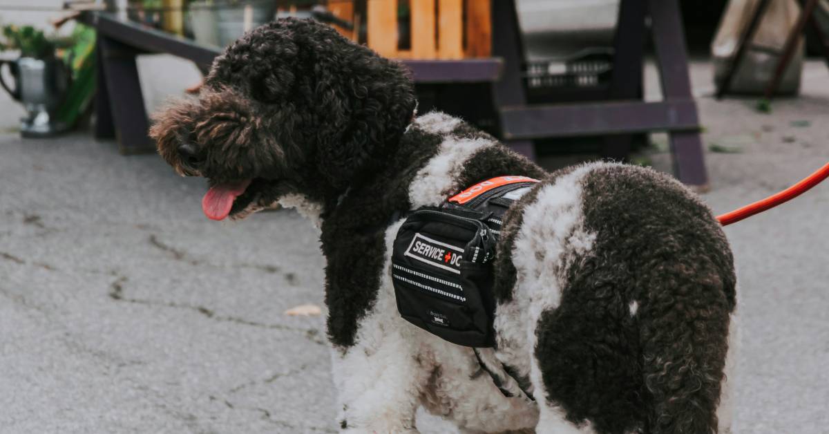 Service Dog