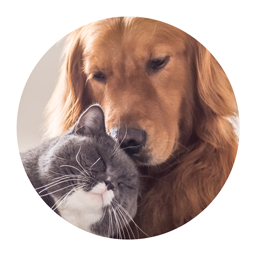 pet-friendly-verdict-logo